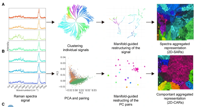 Raman spectra · Signal aggregation and structured representations
